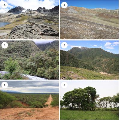 Turnover of Lecanoroid Mycobionts and Their Trebouxia Photobionts Along an Elevation Gradient in Bolivia Highlights the Role of Environment in Structuring the Lichen Symbiosis